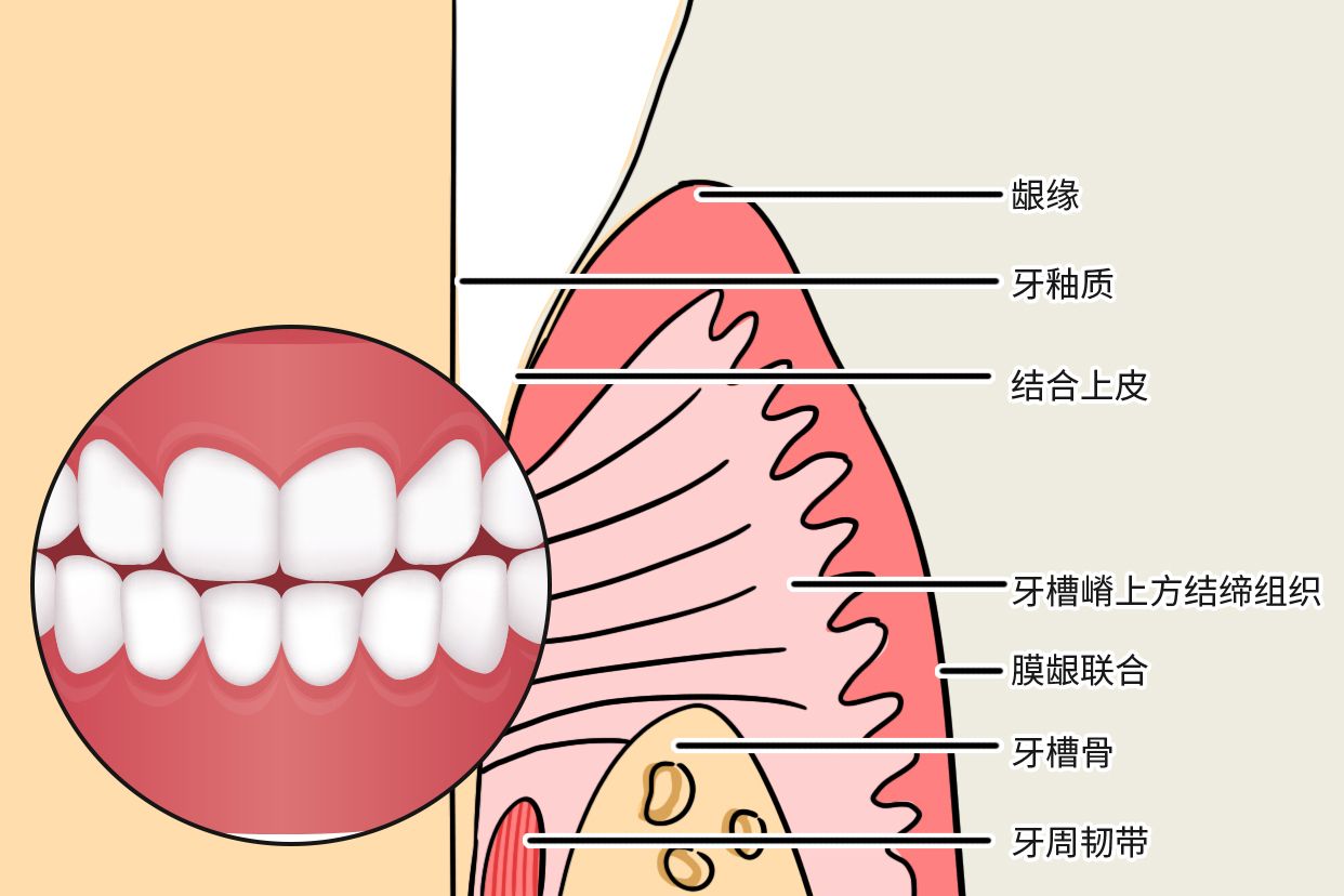 牙龈上皮结构图片（牙龈上皮结构图片大全）