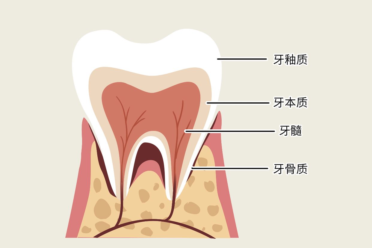 牙骨质牙本质界示意图 牙骨质 牙本质
