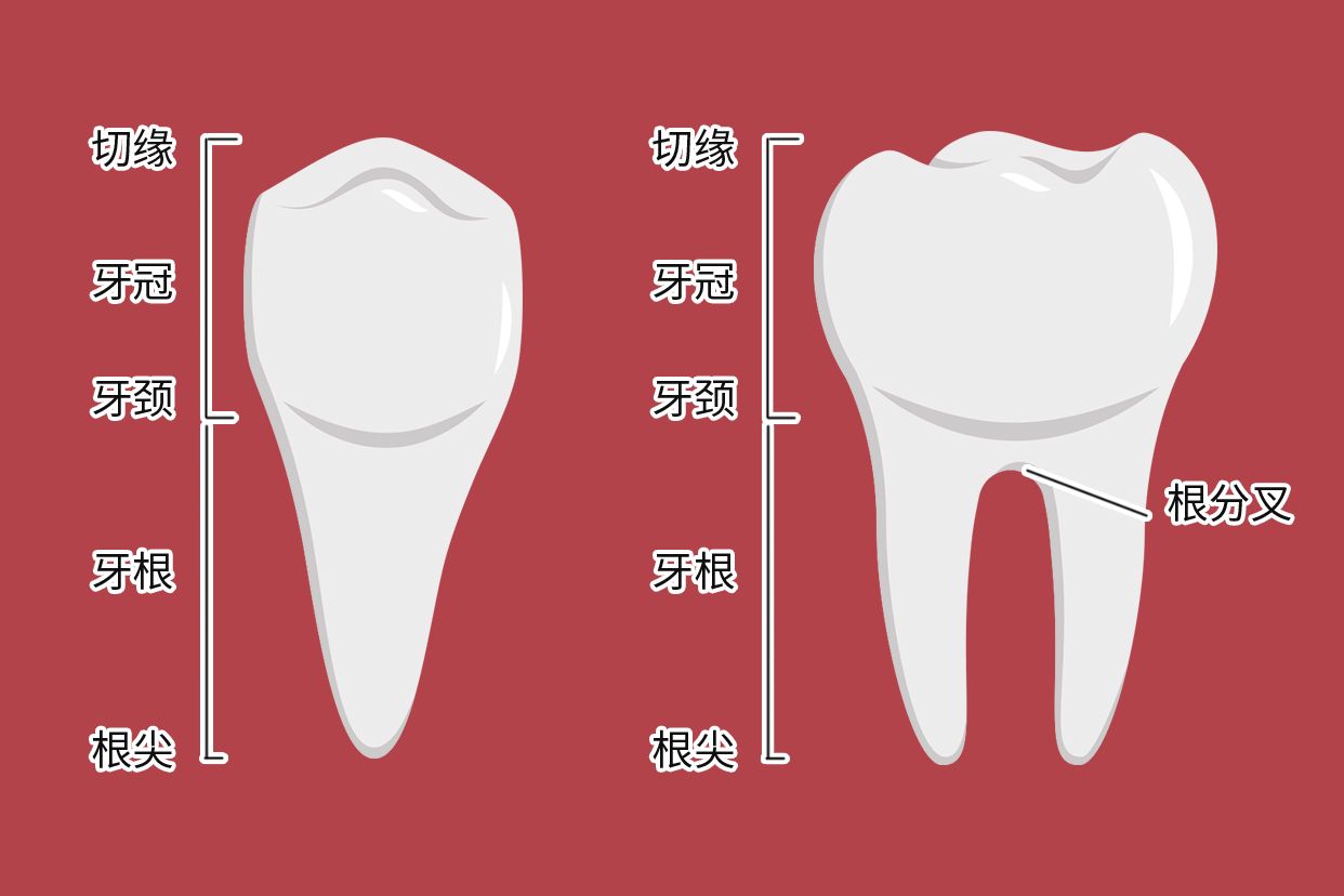 牙根颈三分之一图解（尽头牙有三个牙根）