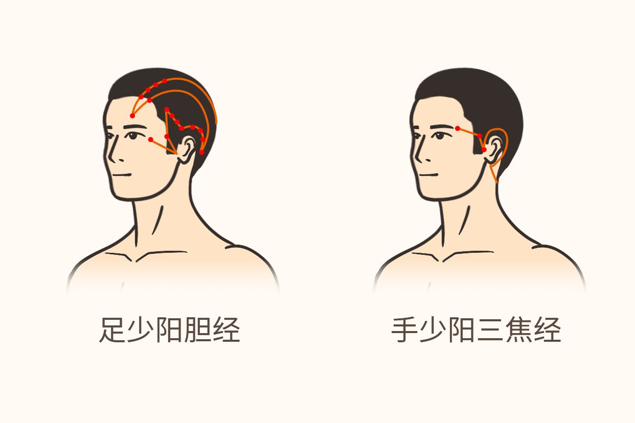 少阳经头部位置图片（少阳经的头部位置图）