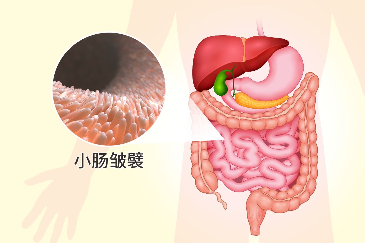 小肠皱襞图片