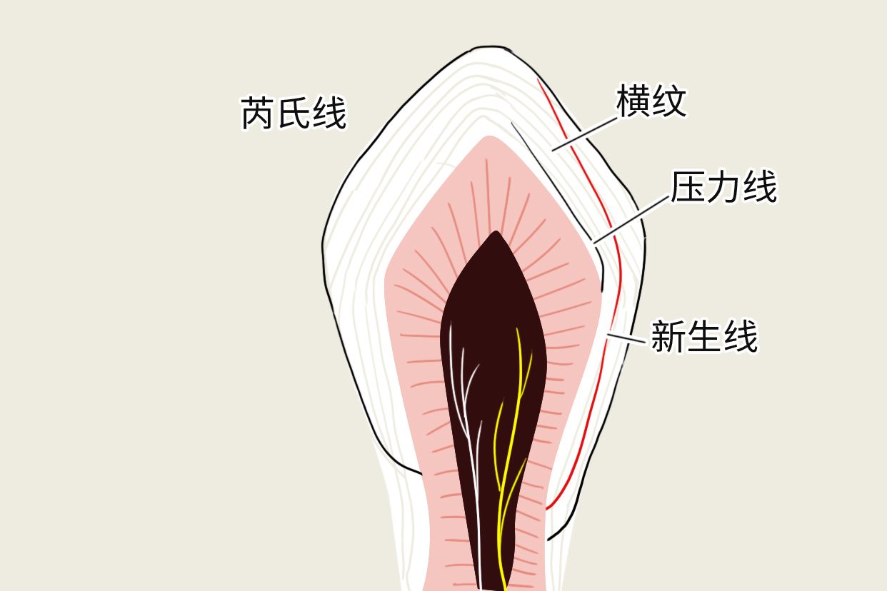 牙釉质生长线图片