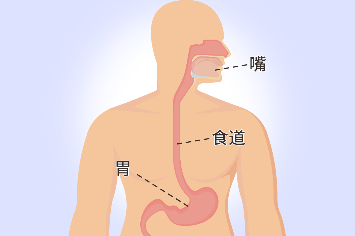 上消化道解剖高清图