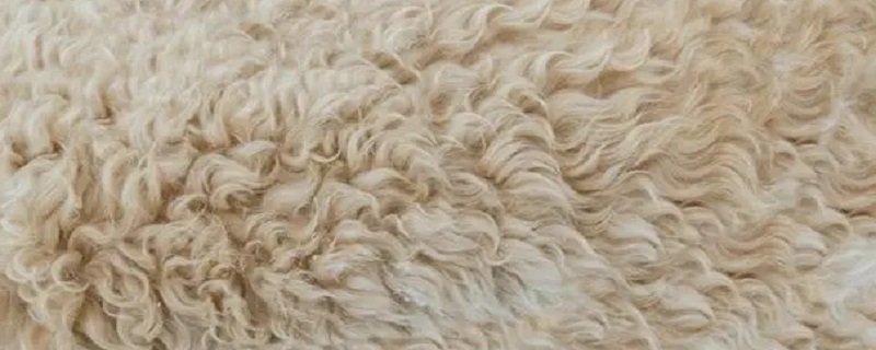 纯羊绒和纯山羊绒区别