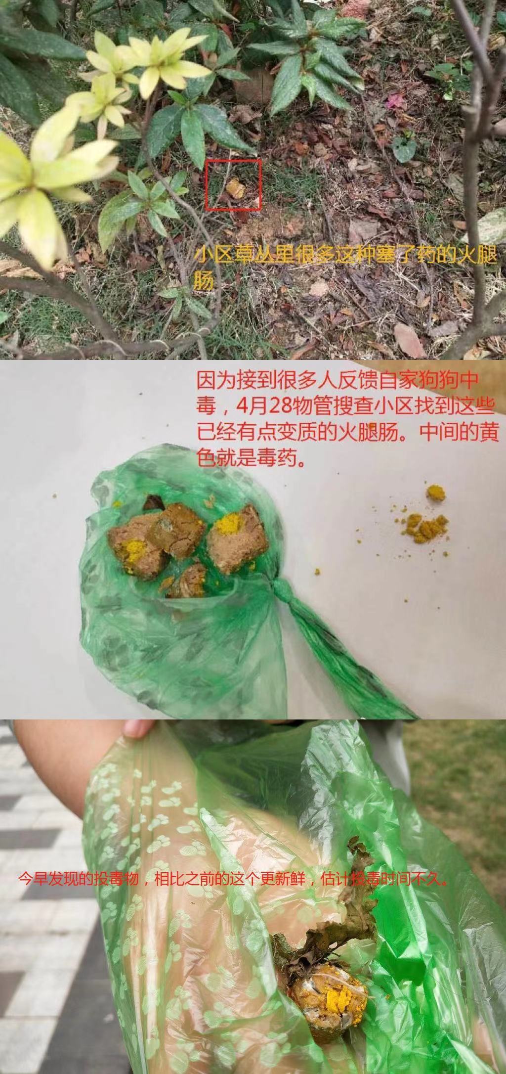 成都一小区多条宠物狗被毒死（成都一小区15条宠物犬被毒死）