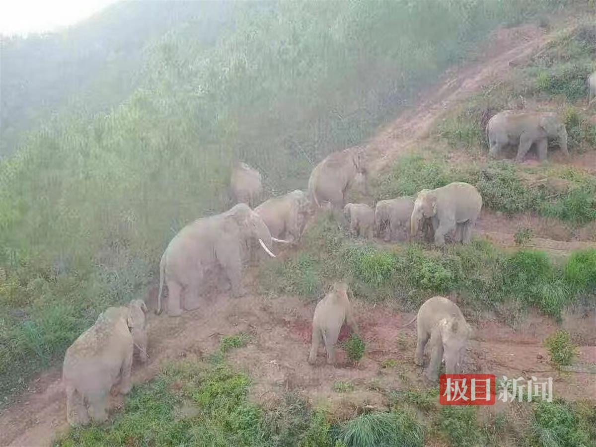 夫妇投资两千万在云南建果园屡遭野象破坏，基地运作近乎瘫痪，人象冲突何解？