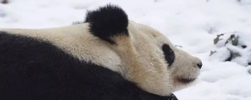 熊猫要冬眠吗 熊猫要冬眠吗为什么