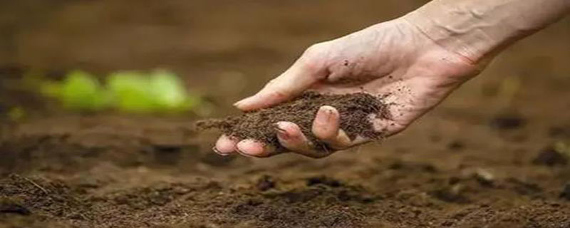 土壤里面都有些什么 土壤里面都有些什么植物