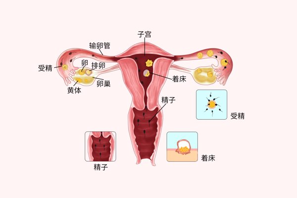 精子怎么进入阴道图