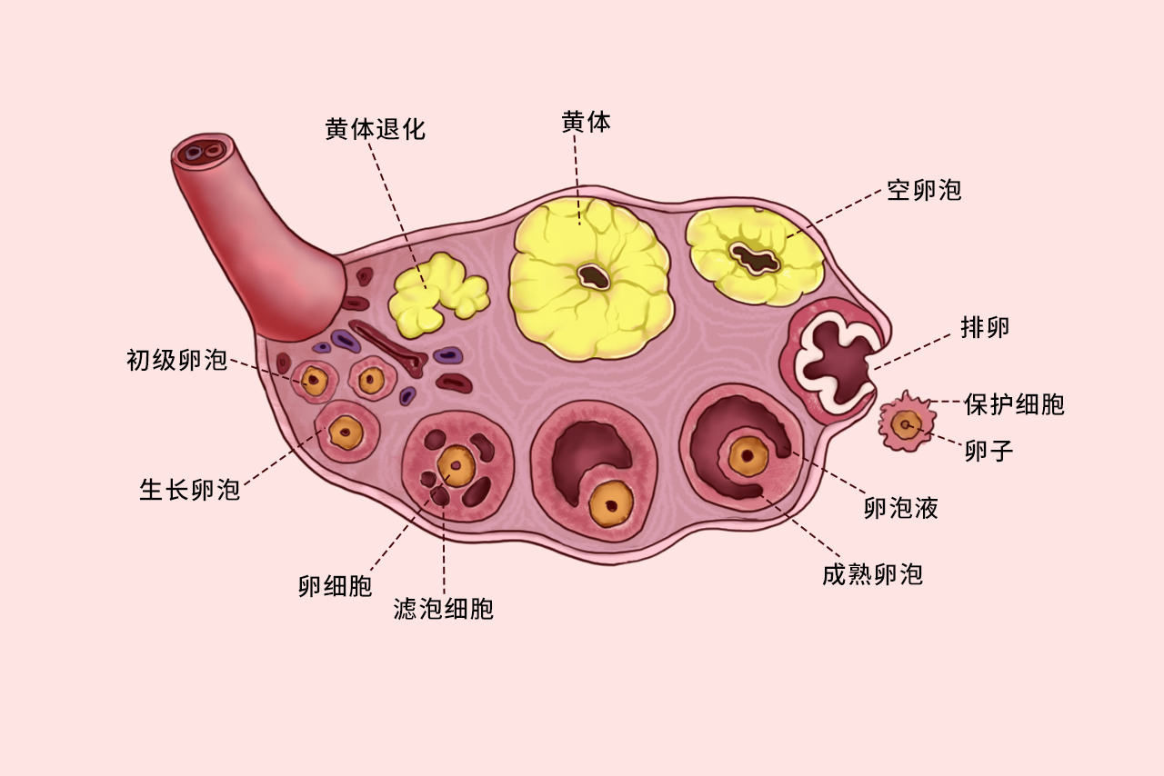 卵细胞不同阶段的组织结构图 卵细胞不同阶段的组织结构图片