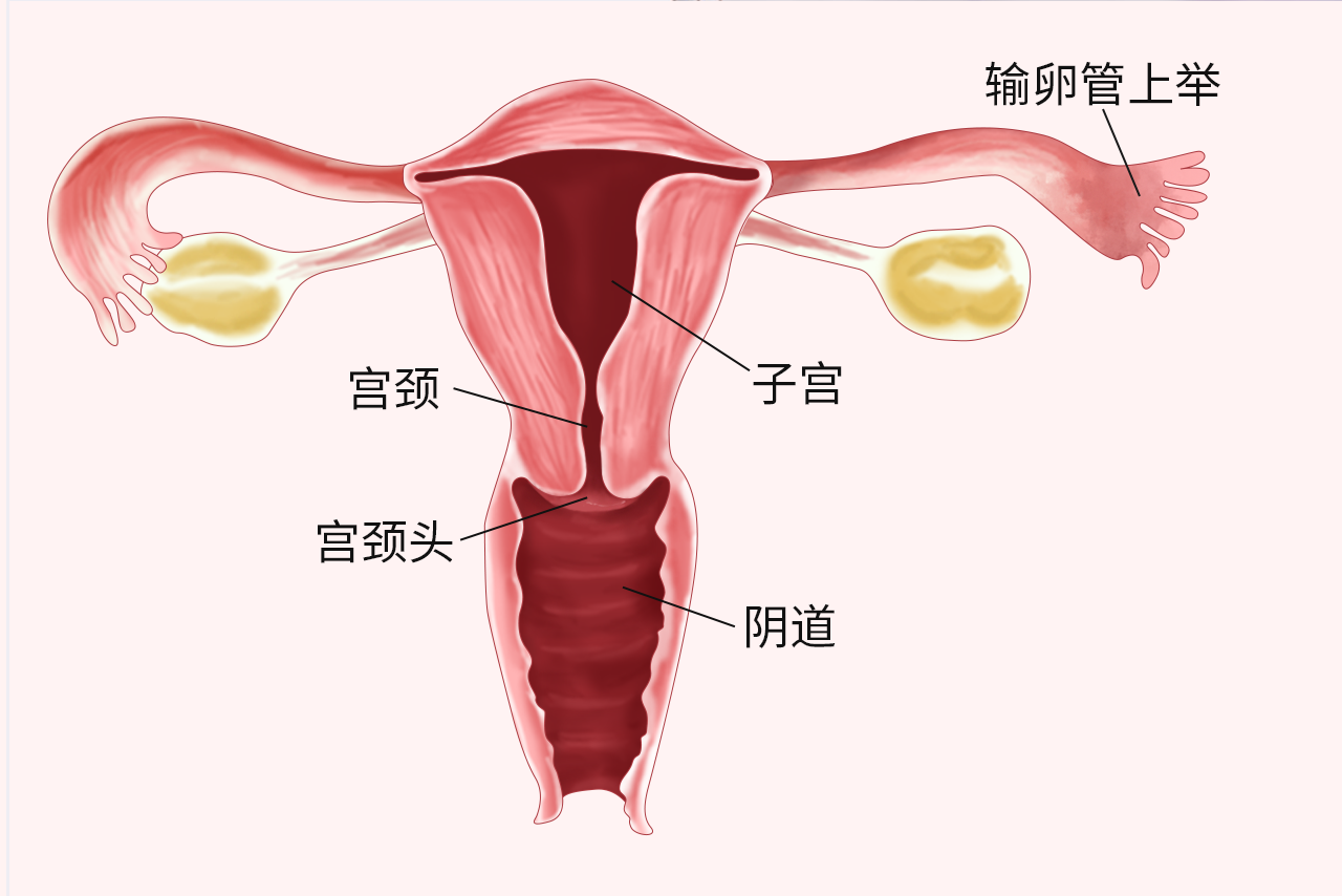 输卵管上举图片位置示意图（输卵管上举是啥意思）