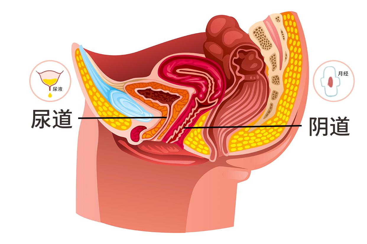 尿道和月经的图解（尿道和月经的图解一样吗）