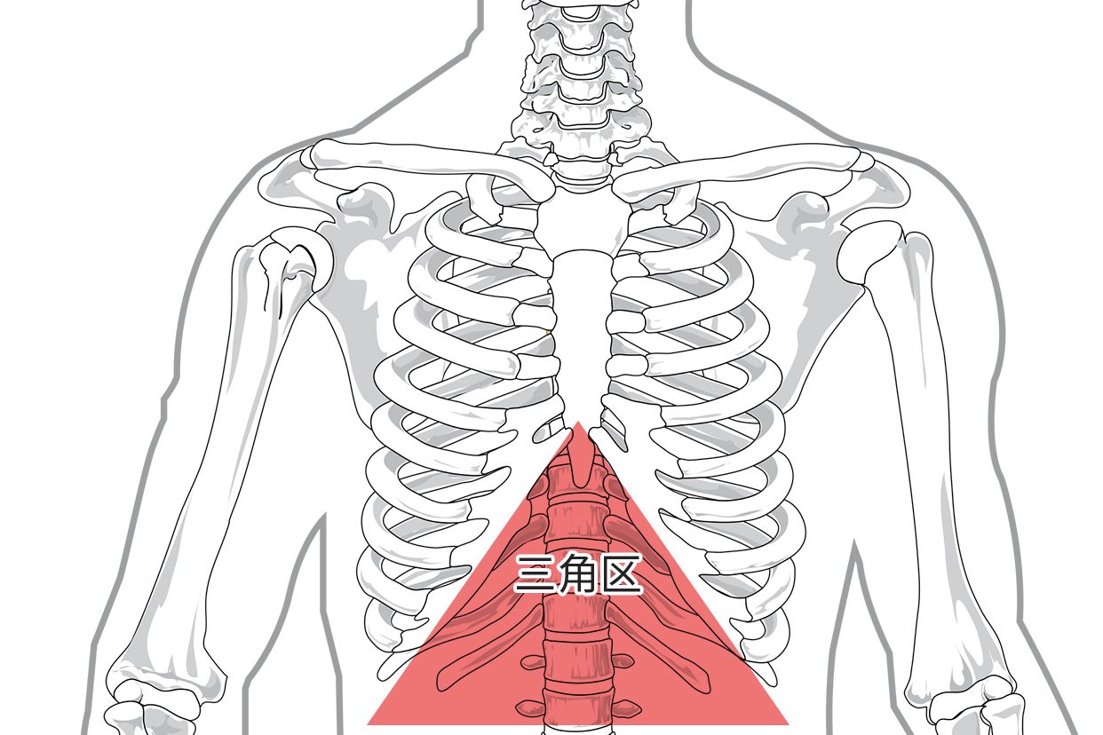 胃最上面三角区结构图（胃最上面三角区按压有硬块）