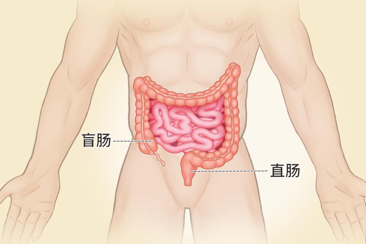 直肠盲肠位置图片 直肠盲肠位置图片高清