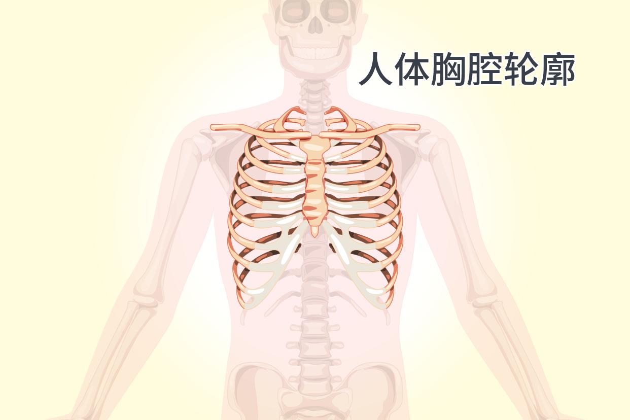 人体胸腔轮廓尺寸图 人体胸腔器官分布图简图