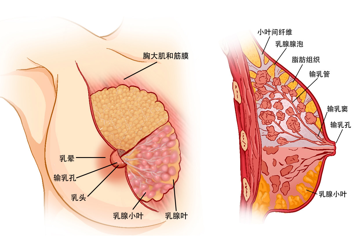 女性胸部结构图部位名称 女士胸部结构
