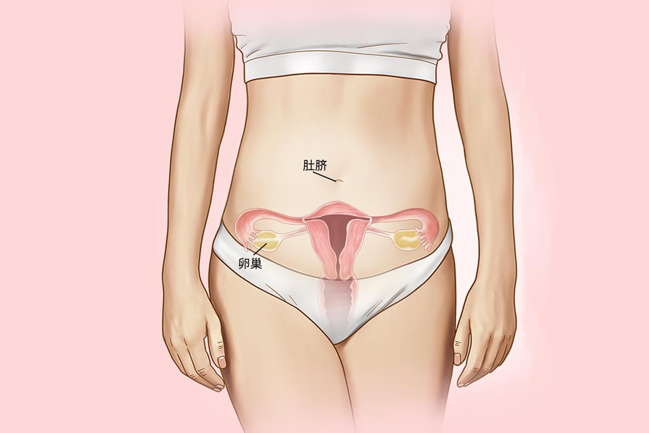 卵巢离肚脐平面图 卵巢离肚脐有多少厘米