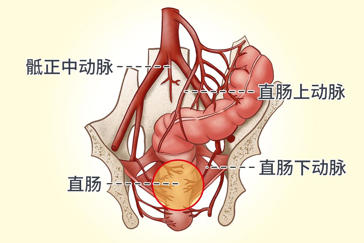 直肠动脉血供应图（直肠的动脉供血）