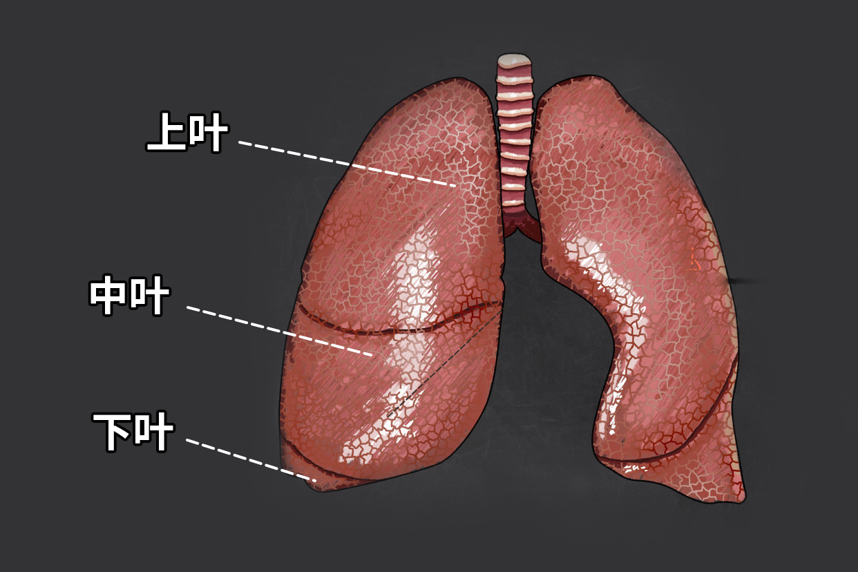 右肺三叶分布图