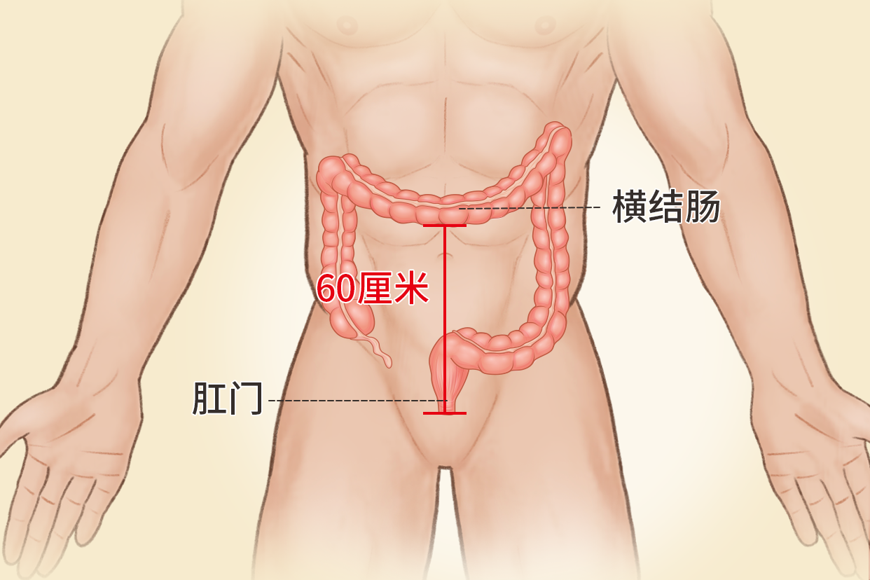 横结肠距肛门60厘米图