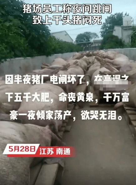 养殖场回应“跳闸断电数千头猪被热死”：没死那么多，已联系保险理赔