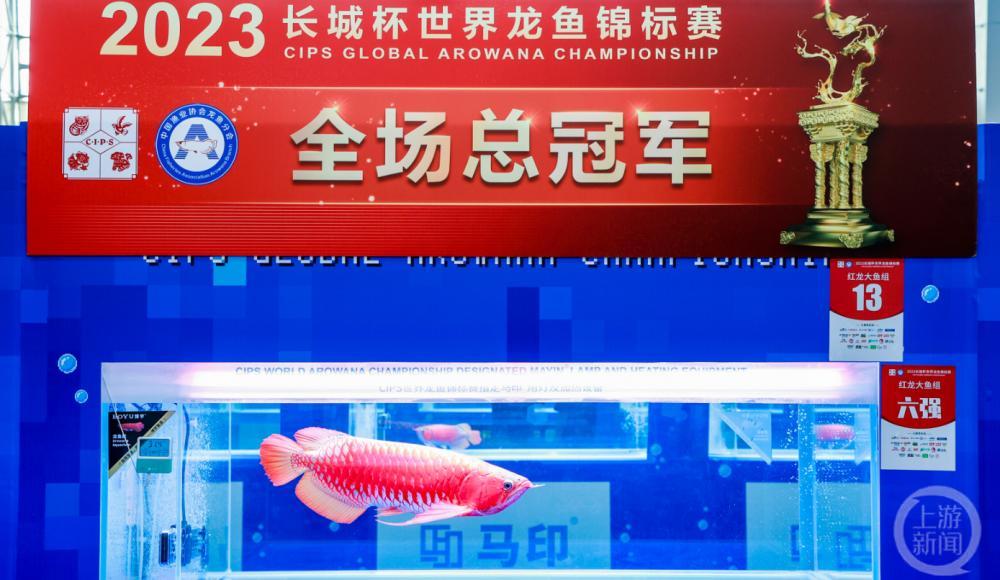 广州龙鱼锦标赛冠军卖出108万天价 广州龙鱼展会