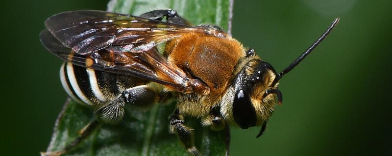 切叶蜂和樵叶蜂有什么区别 切叶蜂和樵叶蜂一样吗