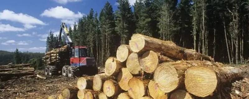 桉树木材价格一般多少钱一吨（桉树木材价格一般多少钱一吨昆明）