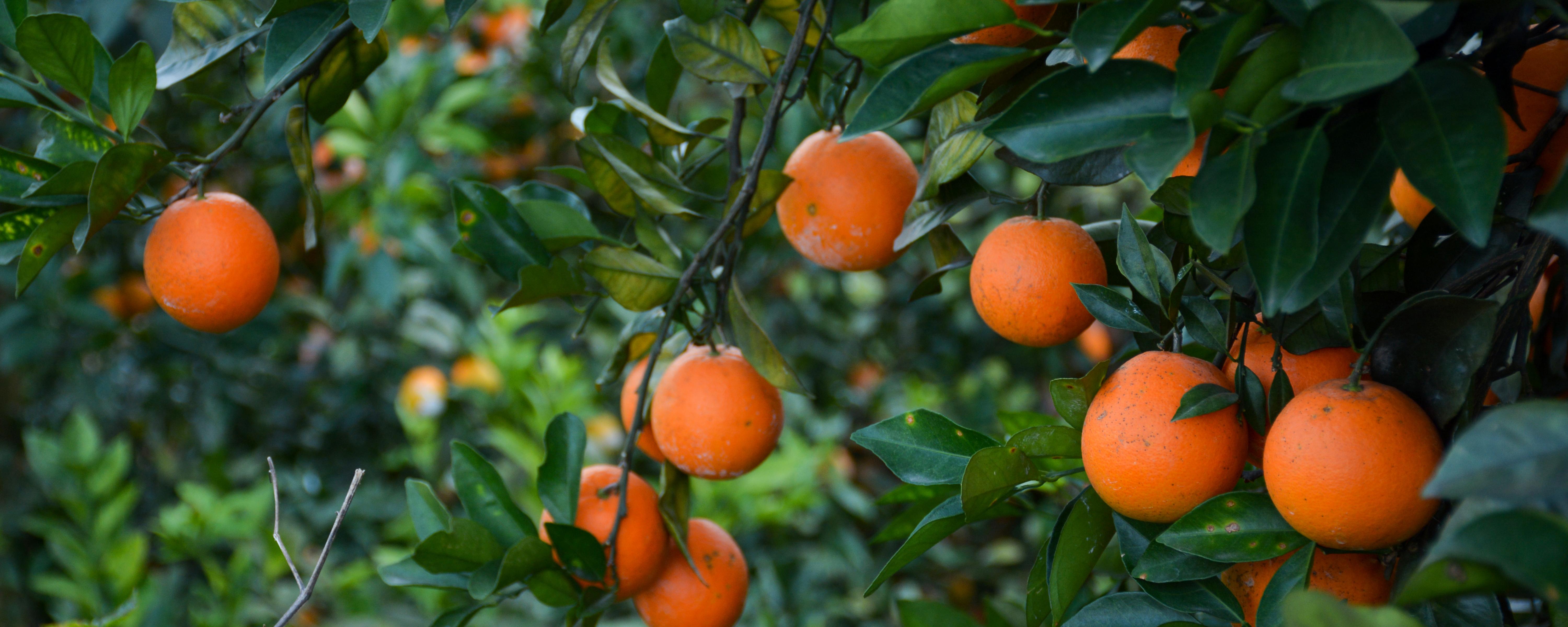 橙子吃多了皮肤会变黄是真的吗（橘子吃多了皮肤会变黄是真的吗）