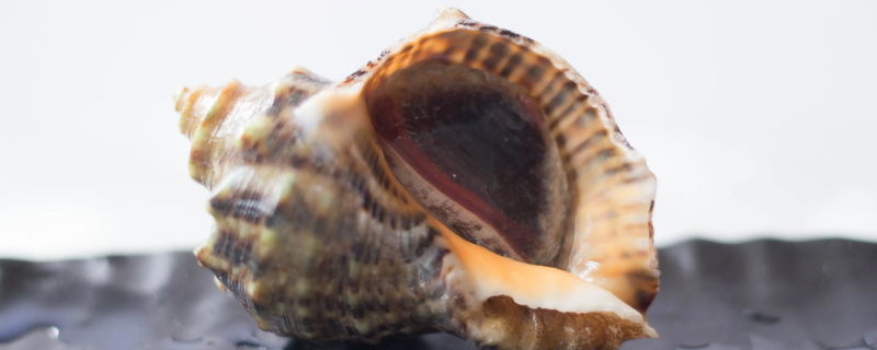 食用海螺的禁忌是什么 食用海螺的禁忌是什么呢