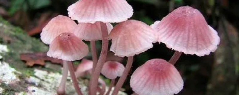 新鲜蘑菇可以晒干保存吗 新鲜蘑菇可以晒干保存吗冬天