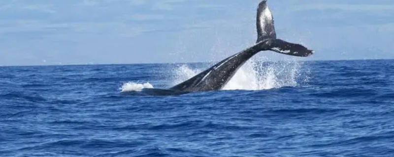 大西洋鲸鱼繁殖在哪里（大西洋鲸鱼繁殖在哪里呢）