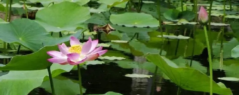 夏天是什么的季节 夏天是什么的季节仿写