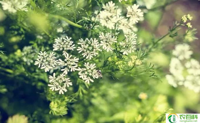 怎么种植欧芹 欧芹种植方法和注意事项