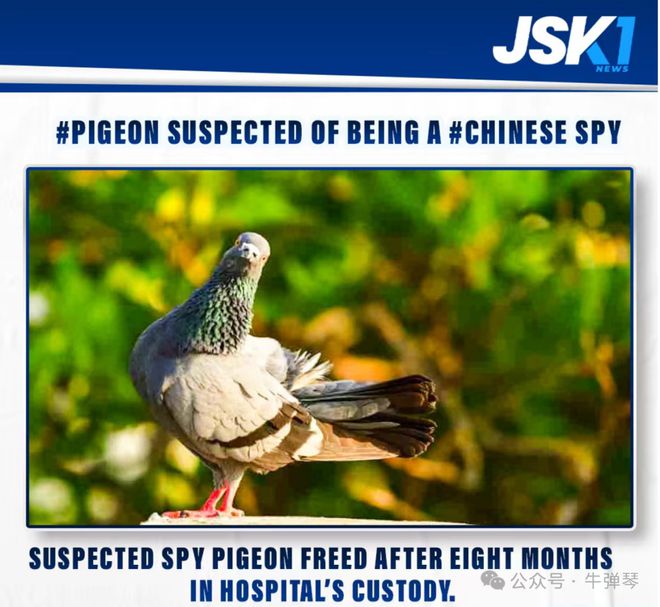 唉，一只可怜的台湾鸽子