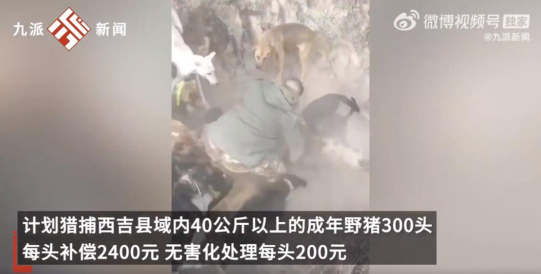 每头野猪悬赏2400 有人一晚捕13头 一年能猎获二三百头野猪