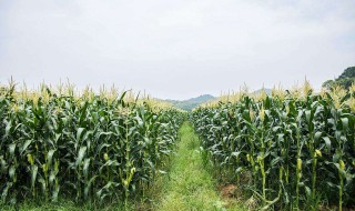 玉米棒子芯怎样做养花的土（玉米棒子芯怎么种花）