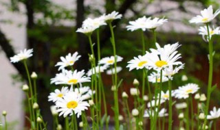 雏菊花语是什么（雏菊花语是什么意思）