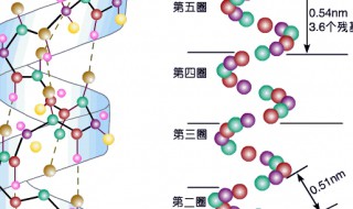 蛋白质是由什么组成的 蛋白质1+是什么意思