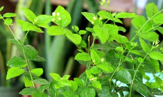 茉莉花常见养殖方法和注意事项（茉莉花常见养殖方法和注意事项图片）