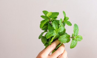 薄荷叶吃法和功效 薄荷叶的食用功效