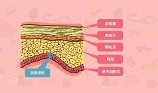 怎么补充胶原蛋白（怎么补充胶原蛋白应该吃些什么）