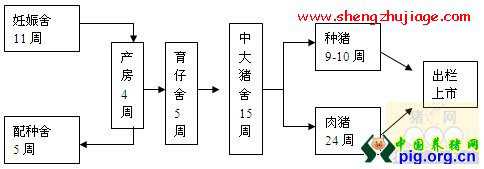 猪场生产工艺程序（商品猪场的生产工艺流程图）