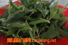 野菜扫帚菜怎么吃好 野菜扫帚菜怎么吃好